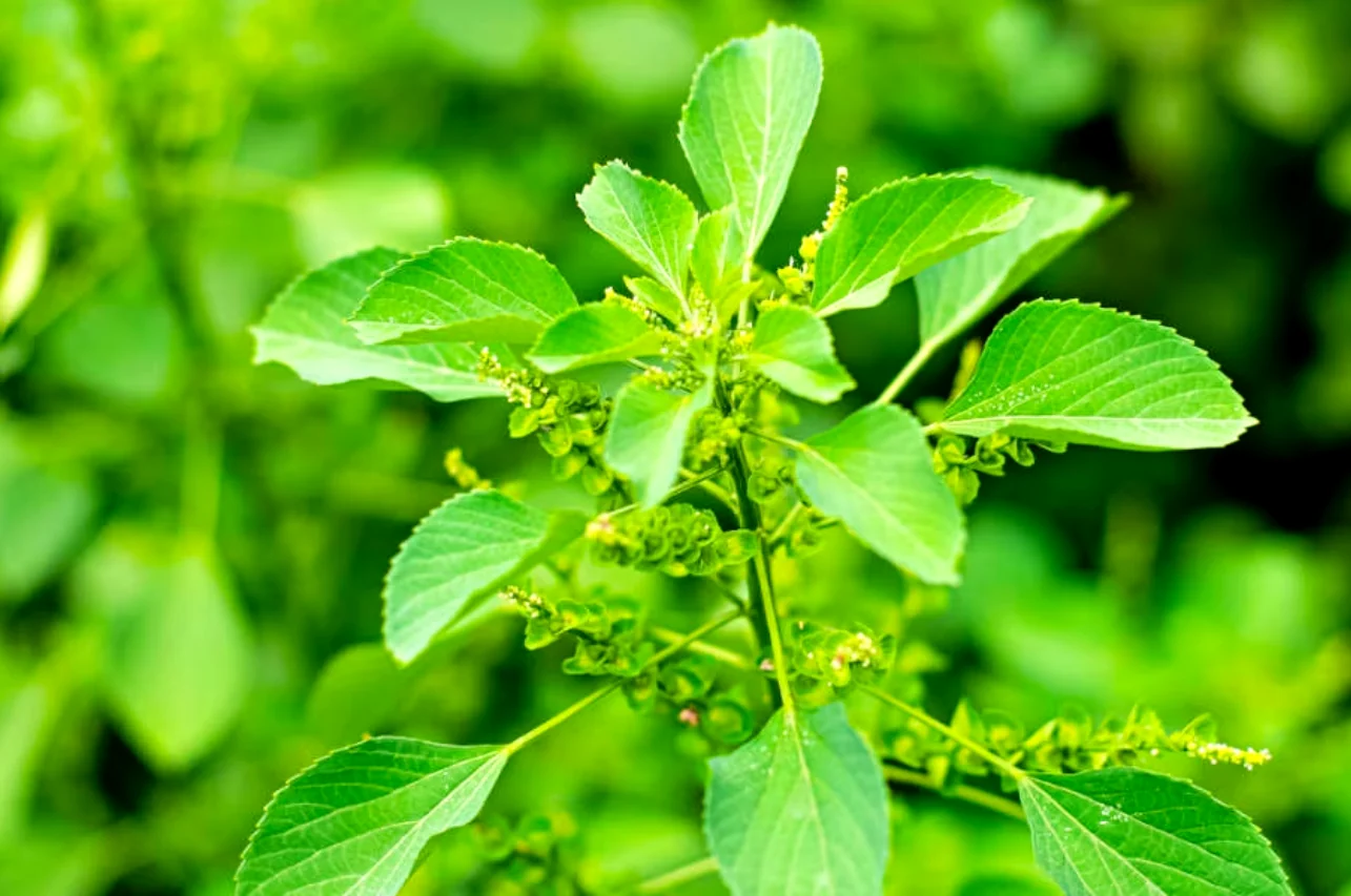 Indian Nettle