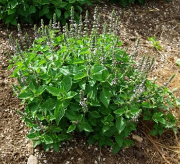 Tulsi