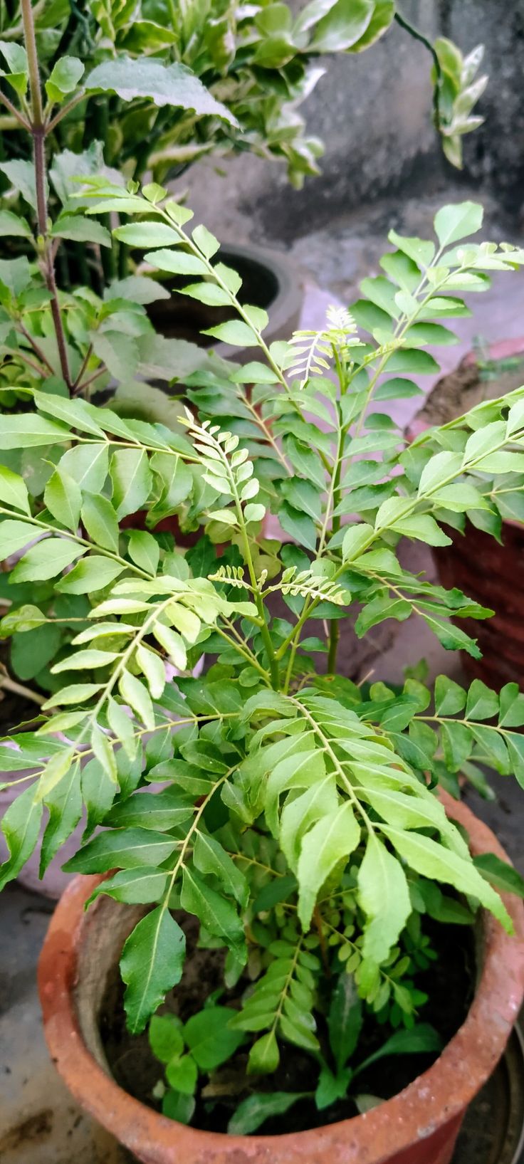 Curry Leaves